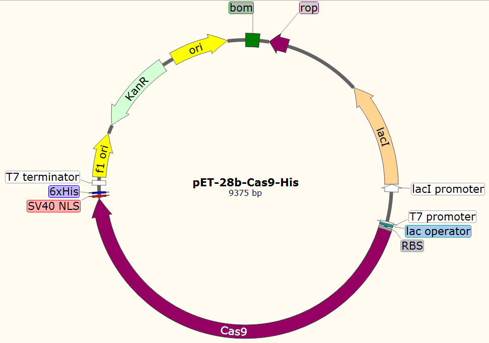 pET-28b-Cas9-His载体图谱